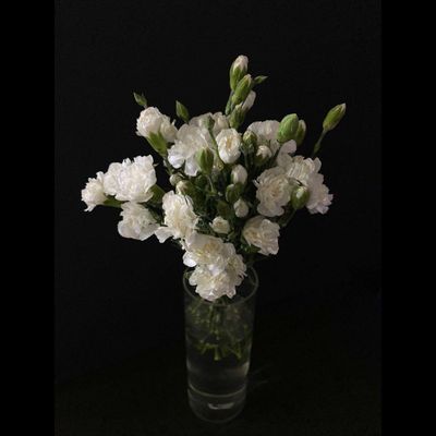 Гвоздика кустовая 11 шт