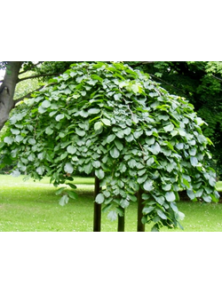 Вяз шершавый Camperdownii