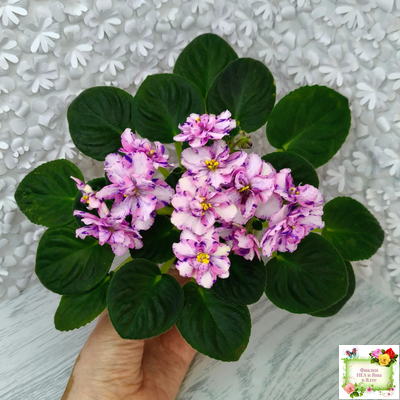 МК-Ветер Перемен Люкс химера (пасынок укоренённый из цветоноса)