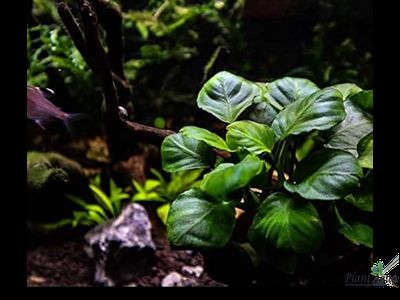 Анубиас Бартери круглолистный (Golden Coin) меристемный АЗИЯ