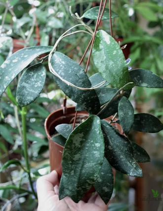 Hoya phuwuaensis (Sp. Phu Wa)