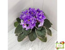 Н-Озёрный Край (Н. Бердникова) 2018