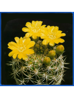 Weingartia erinacea