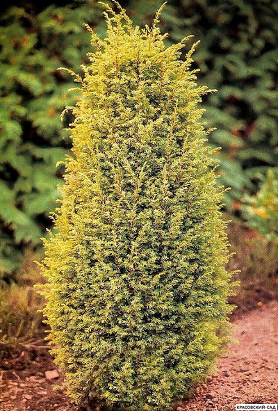 Можжевельник обыкновенный Голд Кон - Gold Cone
