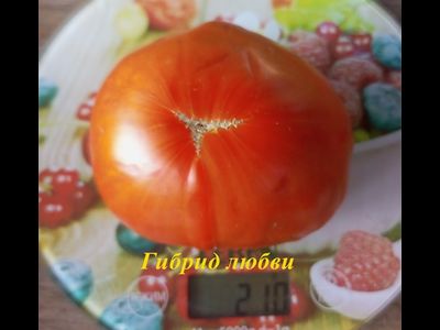 Томат Гибрид любви