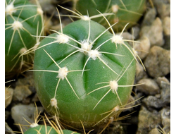 Gymnocalycium denudatum GF 18 (D=12-15 mm)