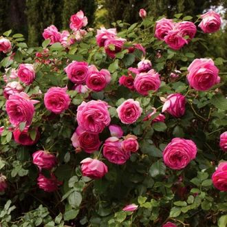 Цикламен Пьер де Ронсар (Cyclamen PIERRE DE RONSARD) клаймбер