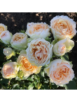 Гравитация (Gravity)