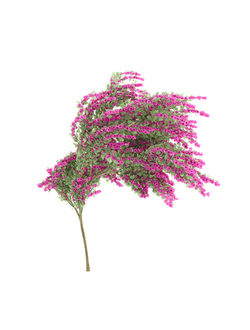 вьющиеся Бугенвиллия Bouganvillia BwV Gratis