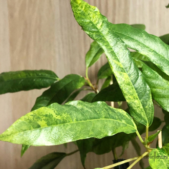 Ficus Racemosa Gold variegata / фикус ракемоза вариегатный желтый