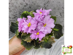 АВ-Поющие Пески (Фиалковод) 2021 г. (гёрл-листья с кроновой пестролистностью)