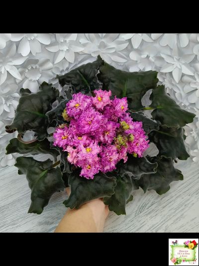 БР-Сочная Ягодка Люкс (С. и Н. Буркацкие) 2022 г.