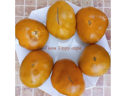 Томат Гном Улуру охра (Dwarf Uluru Ochre), США, Австралия