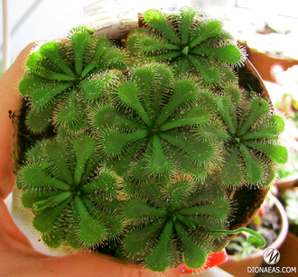 Drosera  "Dielsiana"