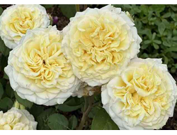 White Ashley (Вайт Эшли) чг
