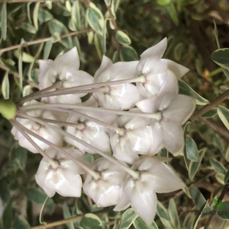 Hoya gildingii