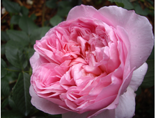 Соня Рикель роза