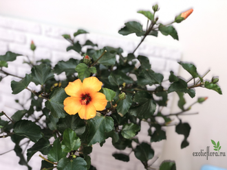 Гибискус ‘ Petit orange ‘