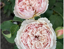 Сенлитсу (Senlitsu)