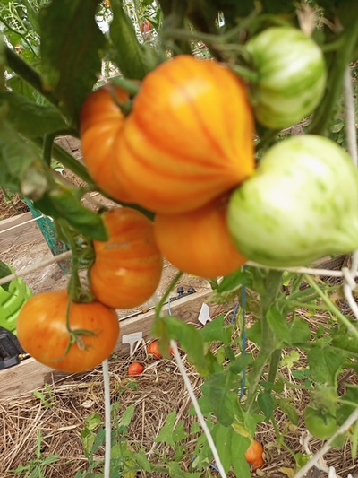 Томат Радужный сердцевидный джаз (Rainbow jazz heart)