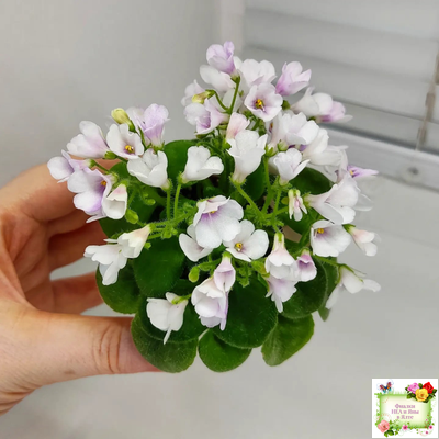 ЛЕ-Котёнок Мяу (Е. Лебецкая) 2016 г.