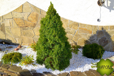 Ель канадская "Коника" (2 м)