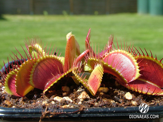 Dionaea muscipula Vampire