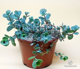 Седум Эверса - Sedum ewersii, Hylotelephium ewersii, Очиток Эверса, Очиток Еверса, очиток скальный