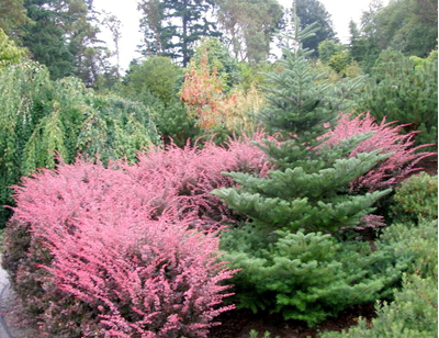 Барбарис Тунберга Rose Glow