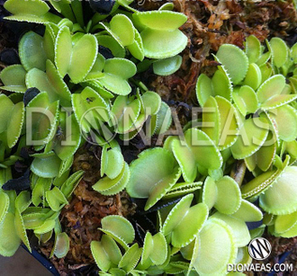 Dionaea muscipula Harmony