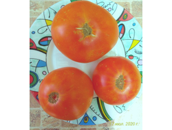 Томат Маризол золотой (Marizol Gold, Germany)