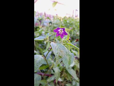 Перец острый Rocoto Mini Olive (Мини олива Рокото)