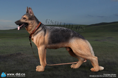 Немецкая овчарка - Коллекционная ФИГУРКА 1/6 scale German Shepherd (AS003) - DID
