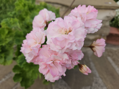 Пеларгония ИВ-Анна Герман