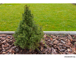 Ель канадская Conica - фото в саду - красовский-сад.рф