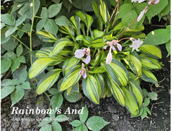 Хоста Rainbow's End фото