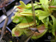 Dionaea muscipula Crocodile