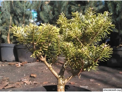 Пихта Хаутмайер - Houtmeyer