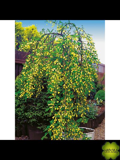 КАРАГАНА ДРЕВОВИДНАЯ (АКАЦИЯ) НА ШТАМБЕ 1,6 м