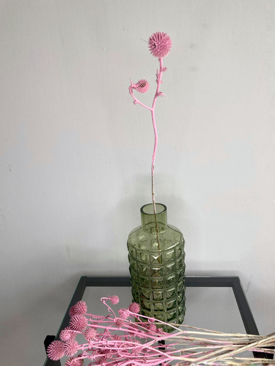 Мордовник розовый