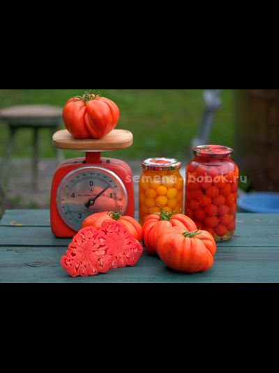 Томат Rim (Рим), 10 шт