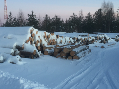 Бревно КЕЛО для изготовления срубов 24-44 см