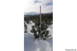 Сосна крымская черная - фото зимой 1 - красовский-сад.рф