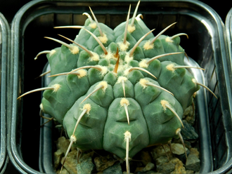 Gymnocalycium vatteri  VG-415 (1 колючка) - 10 семян