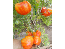 Томат Золотой ананас (Golden Pineapple)