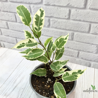 Ficus Benjamina Samantha / фикус Бенджамина Саманта