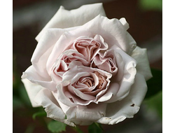 Пепельная Среда (Ash Wednesday) клаймбер