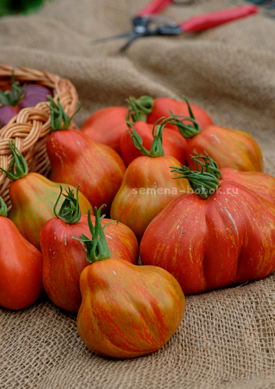 Томат Borsa di Montone (Баранья сумка), 10 шт.