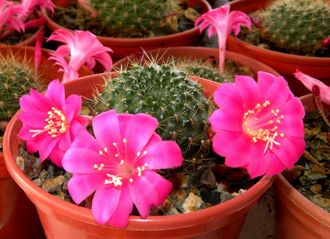 Rebutia violaciflora - 5 семян