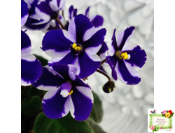 Concord (Horikoshi/Ozaki) (10/03/1992) химера (пасынок укоренённый)